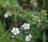 Silverleaf cotoneaster (Cotoneaster pannosus)