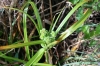 Umbrella sedge (Cyperus eragrostis)