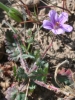 Filaree (Erodium botrys)