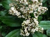 Toyon (Heteromeles arbutifolia)