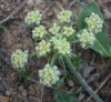 Woolly lomatium (Lomatium dasycarpum)