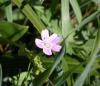 Candy flower (Claytonia sibirica)