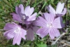 Dwarf checkerbloom (Sidalcea malvaeflora)