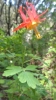 Crimson Columbine (Aquilegia formosa)