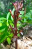 Spotted coralroot (Corallorhiza maculata)