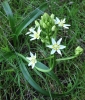 Fremont's deathcamas (Toxicoscordion fremontii)