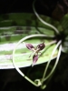 Fetid Adder's Tongue (Scoliopus bigelovii)