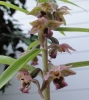 broadleaf Hellebore (Epipactis helleborine)