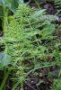 Horsetail (Equisetum arvense)