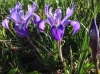 Ground iris (Iris macrosiphon)