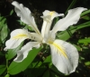 Douglas iris (Iris douglasiana)