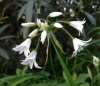 White flowered onion* (Allium triquetrum)
