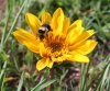 Narrowleaf mule Ears (Wyethia angustifolia)