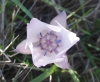 Oakland star tulip (Calochortus umbellatus)