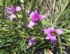 Rosy Sandcrocus (Romulea rosea)