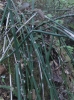 Scouringrush horsetail (Equisetum hyemale)