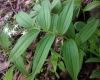 Starry false lily of the valley (Maianthemum stellatum)