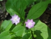 Pacific star flower (Lysimachia latifolia)