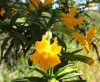 Sticky Monkeyflower (Diplacus aurantiacus)