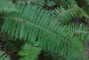Swordfern (Polystichum californicum)