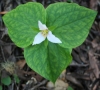 Pacific trillium (Trillium ovatum)