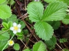 Woodland strawberry (Fragaria vesca)