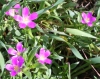 red-maids-calandrinia-menziesii