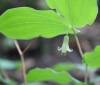 fairy-bells-prosartes-hookeri