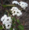 thoroughwort