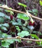 Canyon gooseberry (Ribes menziesii)