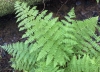 Common ladyfern (Athyrium filix-femina)