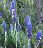 French lavender (Lavandula stoechas)