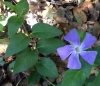 Bigleaf periwinkle (Vinca major)