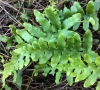 California polypody (Polypodium californicum)