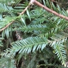 Coast redwood (Sequoia sempervirens)