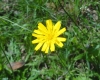 Dandelion (Taraxacum officinale)