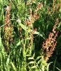 sheep sorrel (Rumex acetosella)