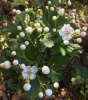 Hawthorn (Crataegus)