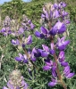 Silver Lupine (Lupinus albifrons)