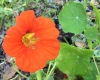 nasturtium