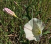 purple western morning glory