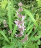 hedgenettle (Stachys rigida quercetorum)