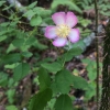 wood rose (Rosa gymnocarpa v. gymnocarpa )