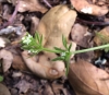 cleavers Galium aparine