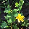 hairy-wood-sorrel-oxalis-pilosa