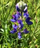 sky-lupine Lupinus nanus