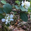 service-berry-amelanchier-utahensis