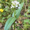 shortspur-seablush-plectritis-congesta-ssp-brachystemon