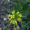 Wintercress (Barbarea orthoceras)