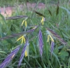 california-brome-bromus-carinatus